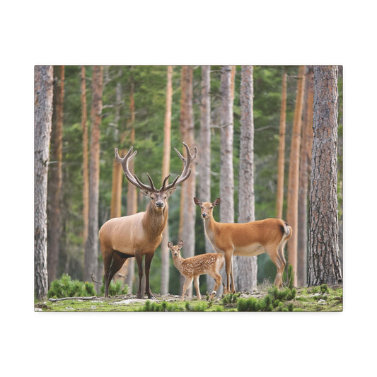 Deer Family In The Woods Wilderness Canvas Stretched, 1.5''